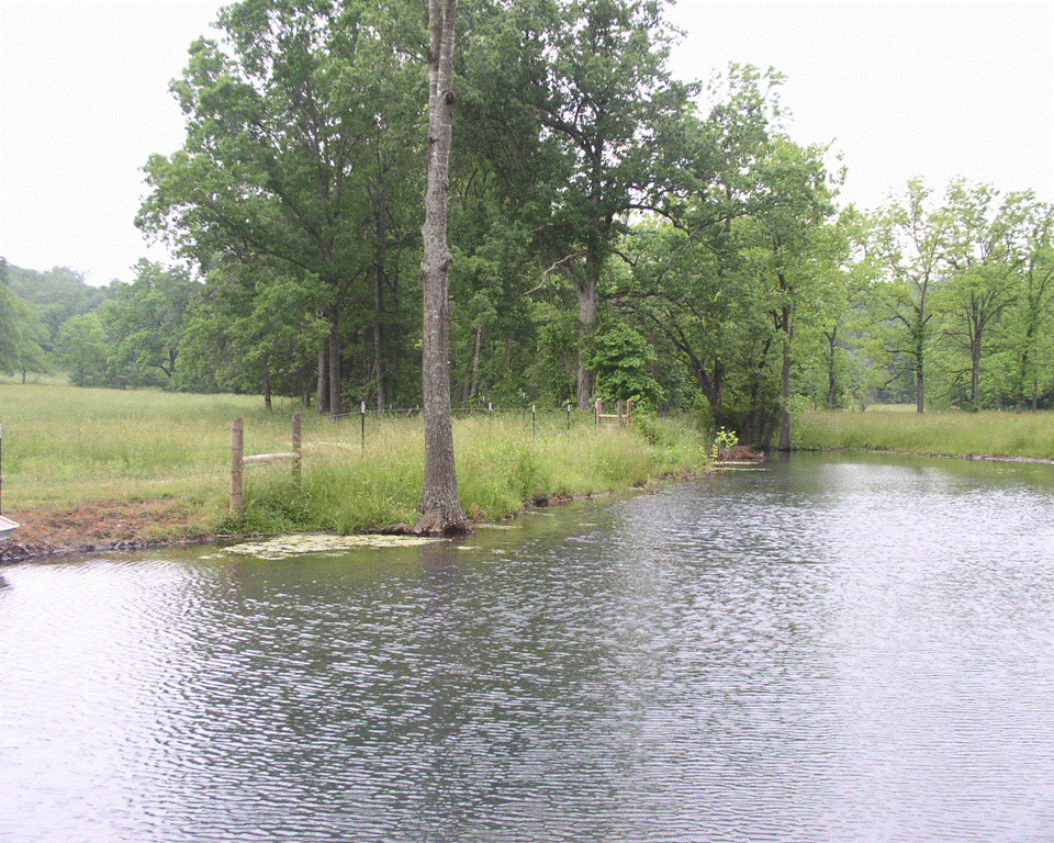 Cattle Fenced Out of Stream